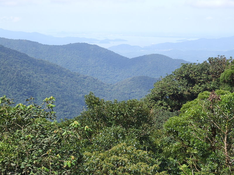 Paraná tem mais de 30% de seu território com remanescentes de vegetação nativa