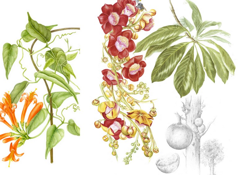 Flora brasileira é retratada em aquarela e lápis de cor por 17 artistas