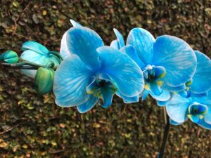 Flor azul marca campanha contra câncer de próstata