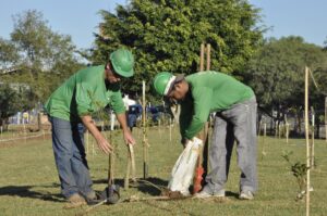 MRV Engenharia planta 80 mil árvores no Brasil