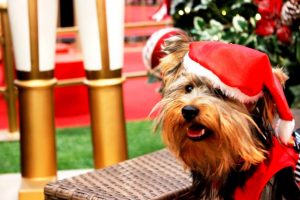 Natal no Catuaí: pets têm vez no trono do Noel