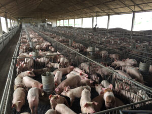 Surto de peste suína africana na China traz à tona cuidados com a alimentação