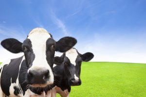Especialista alerta sobre a importância da alimentação de vacas leiteiras durante o período de transição