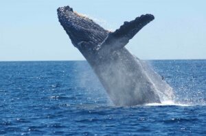 Brasil está entre nações que mais adotaram estratégias para conservação de baleias