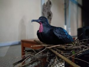 Ninhos artificiais e réplicas de aves serão usados para salvar espécies em extinção