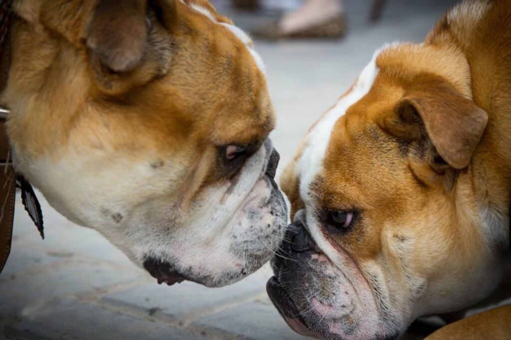 Bulldogada Barigui reúne cães, donos e fãs na Mercadoteca