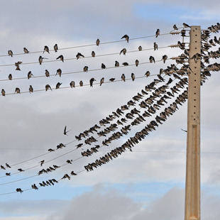Dez aves para observar no seu próximo passeio