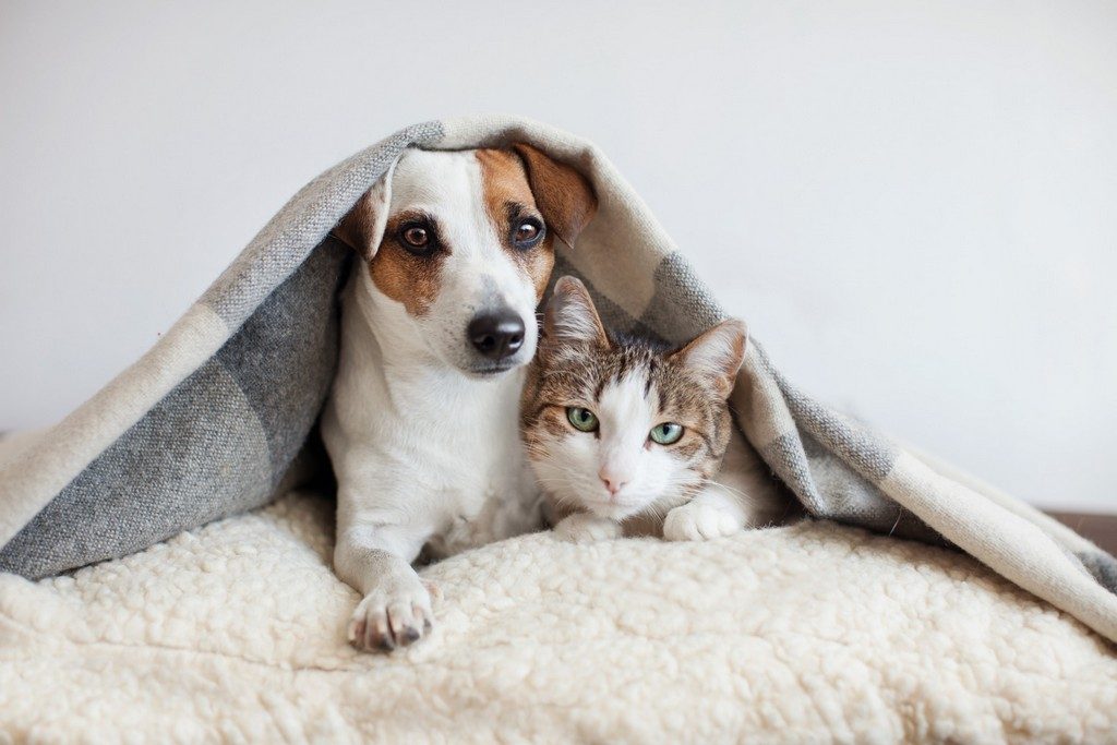 Mitos e verdades sobre gripe de cães e gatos