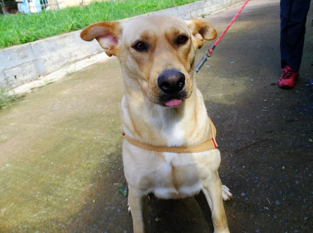 Palladium Curitiba doa mais de uma tonelada de ração para ONG  de cães abandonados