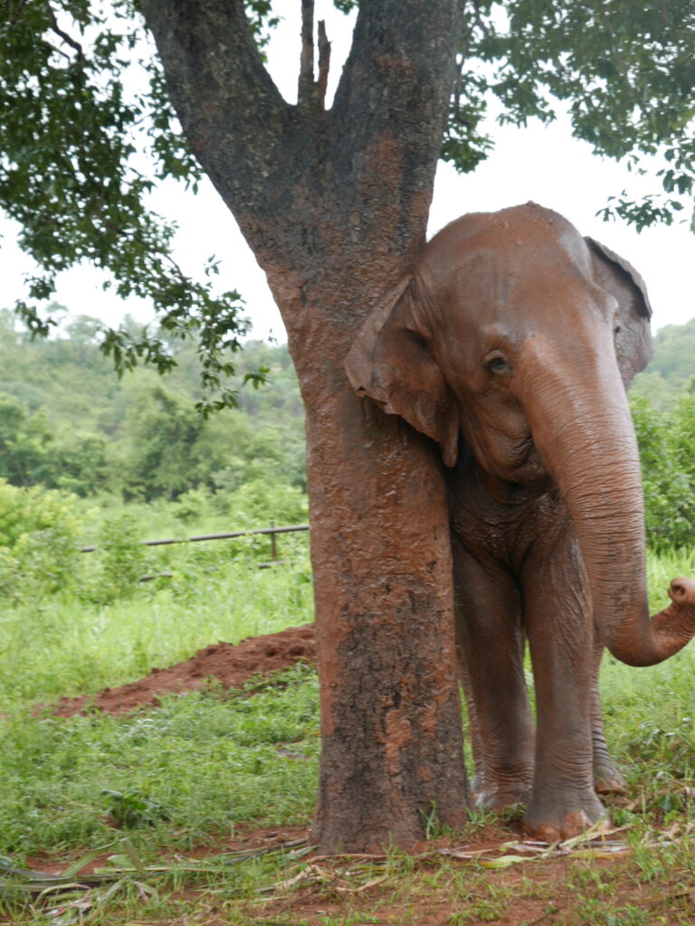 Santuário dos Elefantes ganha nova logo, mas mantém os mesmos ideais