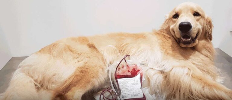 Cada 450 ml de sangue doado por um cão pode salvar outros três cães. Evento discute importância da doação pet