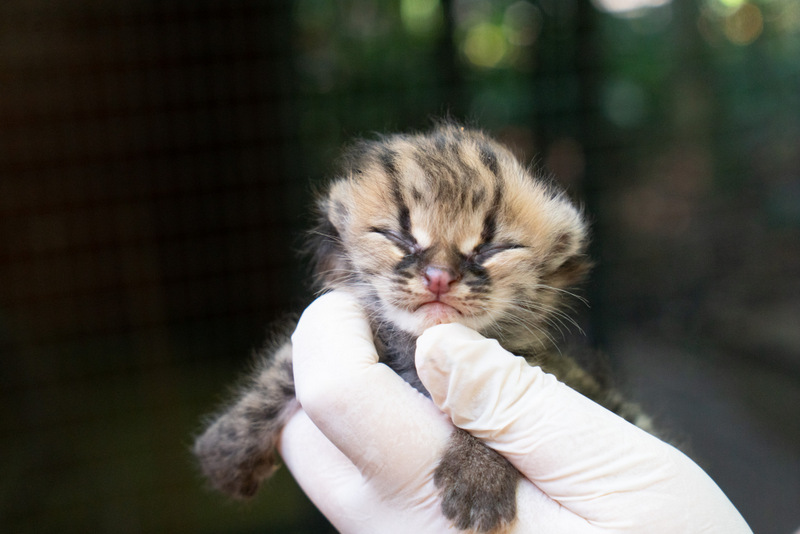 Filhote de gato-maracajá nasce na noite de Natal no Refúgio Biológico de Itaipu