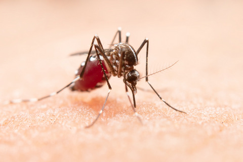 Vai começar a época de maior atenção com a Dengue