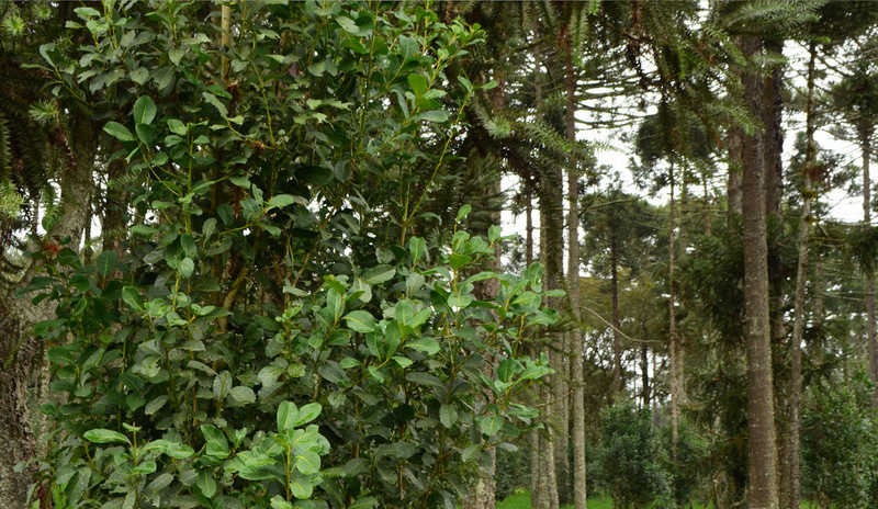Sul do Paraná já exporta erva-mate com Indicação Geográfica