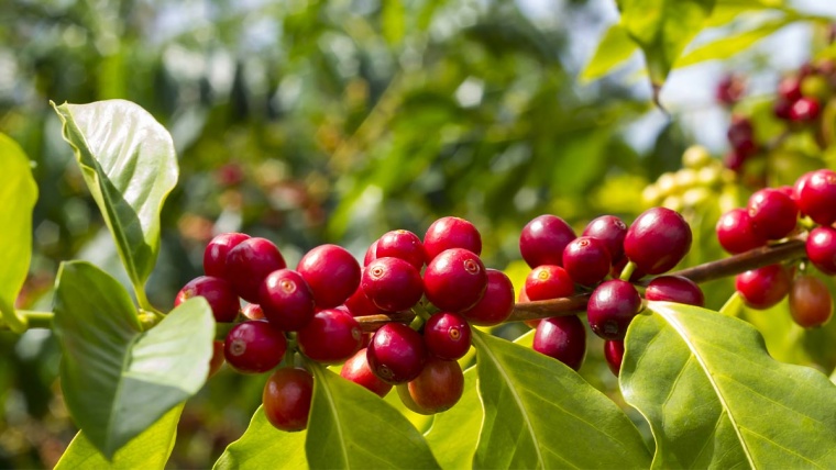 Café: Uniformidade do grão influencia na rentabilidade e qualidade da bebida