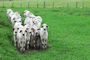 Portobello Resort & Safári realiza leilão de gado virtual