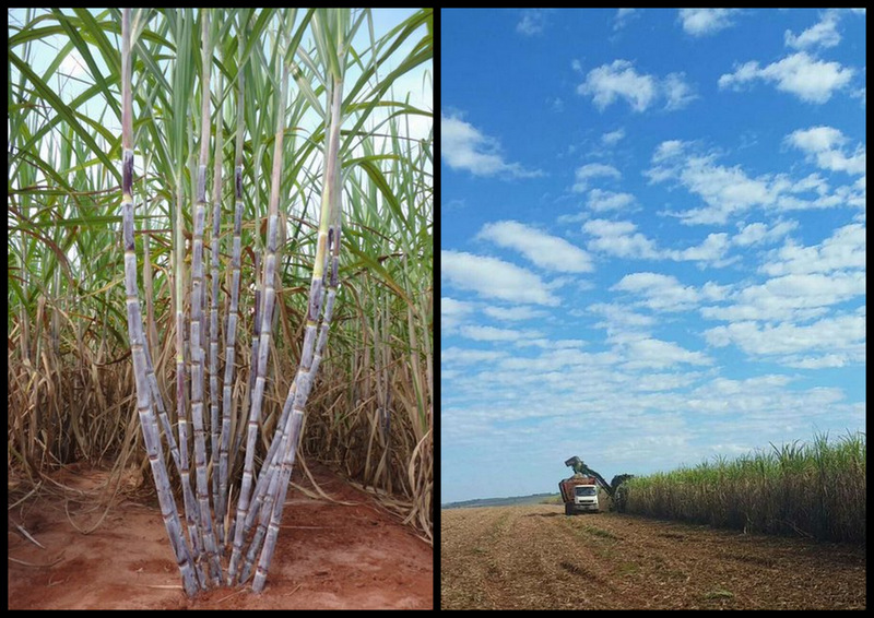 UFPR lança quatro novas variedades de cana-de-açúcar