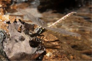 Estudo revela queda drástica na população de insetos aquáticos na bacia do rio Paraná