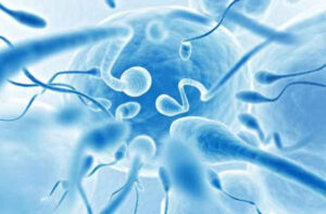Pesquisadores descobrem por que exposição ao calor danifica os espermatozoides e causa infertilidade