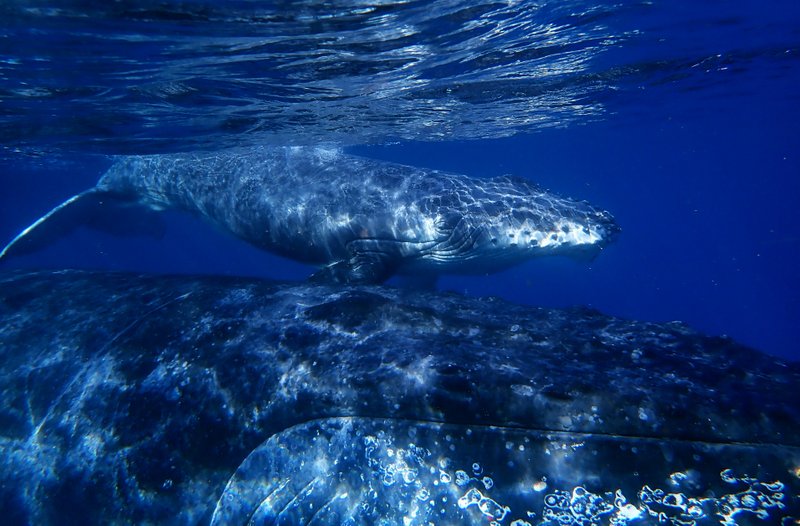 Início da temporada das baleias no litoral brasileiro: projetos patrocinados pela Petrobras intensificam pesquisas 