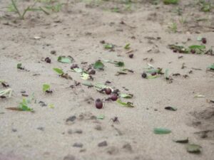 Pesquisas mostram a relação entre as formigas e a conservação dos campos naturais do Paraná