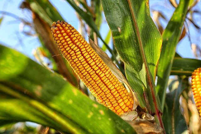 Classificador de grãos dá dicas para evitar perdas com a umidade no milho