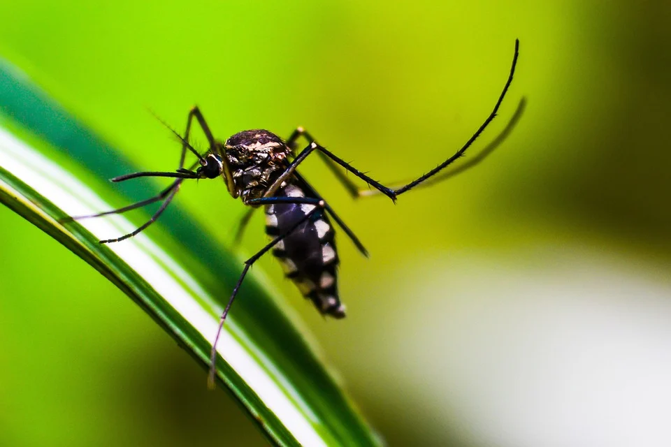Casos de dengue aumentam e 48% dos brasileiros acham que combate à doença caiu na pandemia, aponta pesquisa inédita
