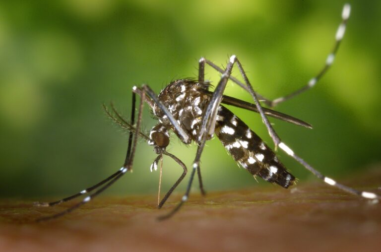 Casos de dengue aumentam em todo Paraná