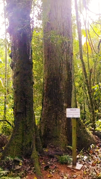 Trilha do Macuco Safari exibe uma senhora árvore de quase 90 anos no Dia da Árvore
