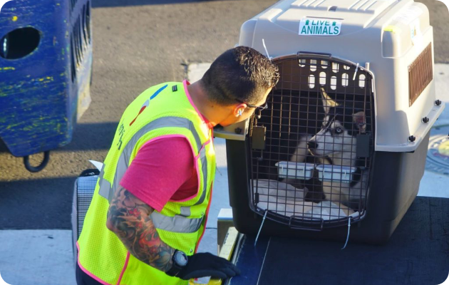 Transporte de pets: saiba como se preparar para viagens internacionais