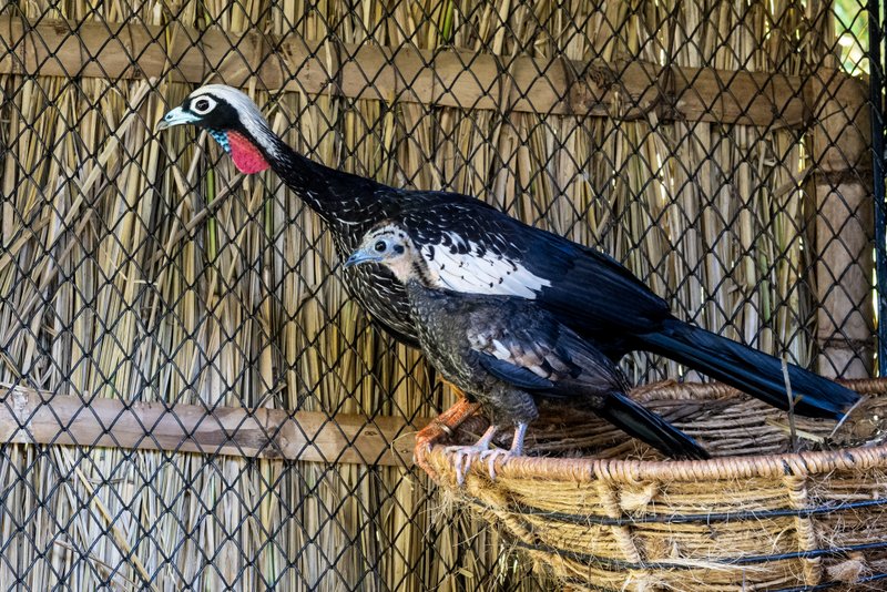 Créditos das fotos da jacutinga e do mutum: Rafa Kondlatsch / Itaipu Binacional