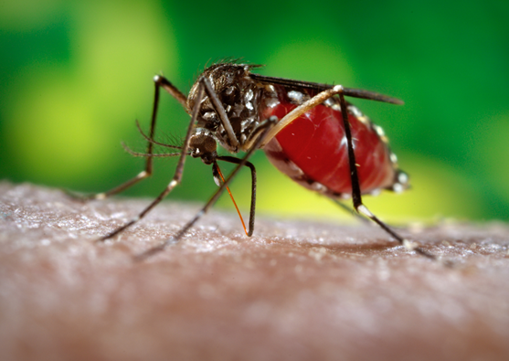 Dengue no Brasil: saiba como evitar o mosquito Aedes aegypti