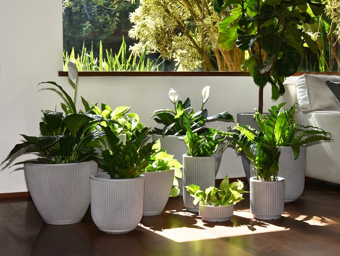 Dicas para cultivar plantas em apartamentos 