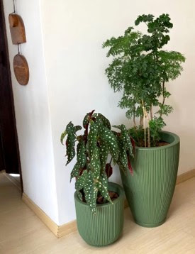 Dicas para cultivar plantas em apartamentos 