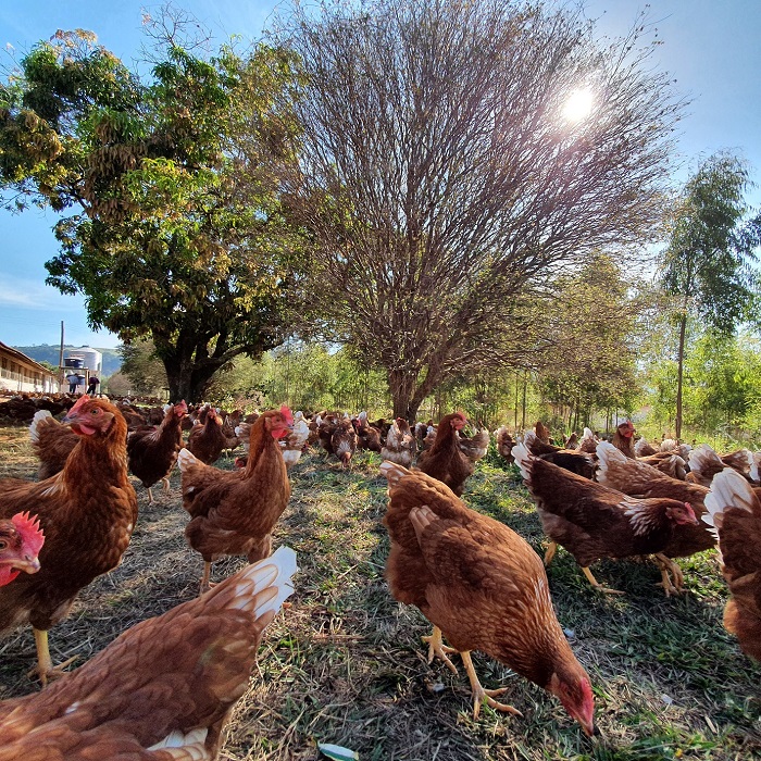 Granja Mantiqueira e Fazenda da Toca Orgânicos assinam acordo para venda do principal negócio de orgânicos do Brasil

