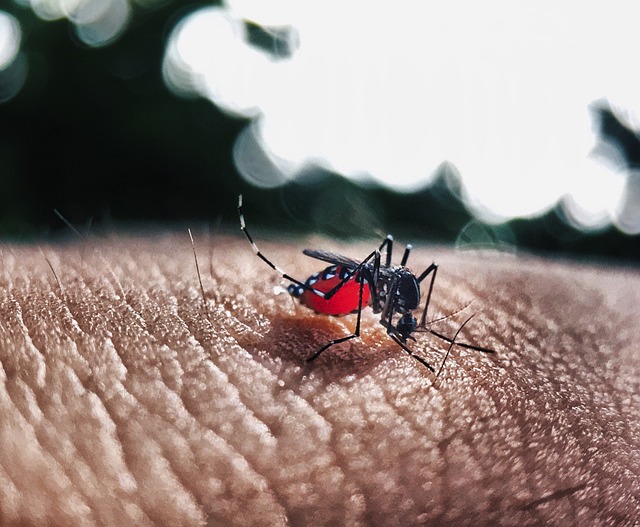 Dengue e a responsabilidade do cidadão 