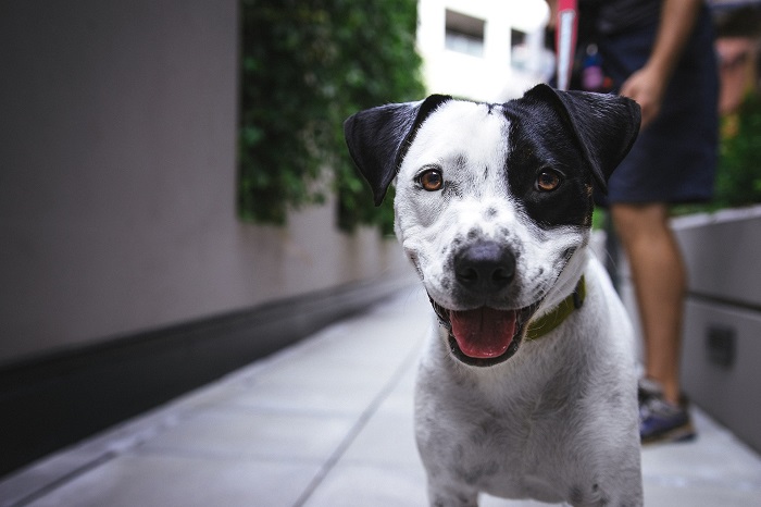 Condomínios não podem proibir pets, mas regras de convivência são válidas