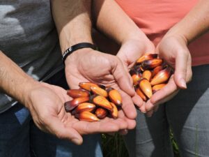 Professor do curso de Nutrição do UniCuritiba ensina como aproveitar a semente da araucária em pratos doces e salgados