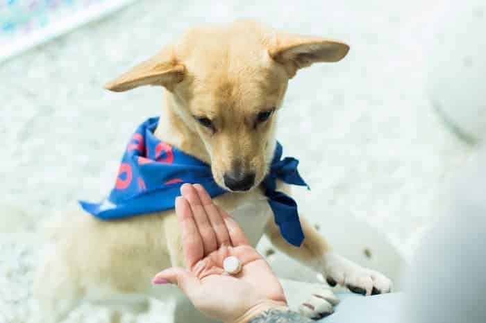 Verminoses colocam a saúde dos pets em risco