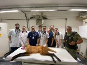 Depois de receber uma onça parda, em março, equipe do Centro Veterinário Integrado participou ativamente na captura e avaliação do animal silvestre