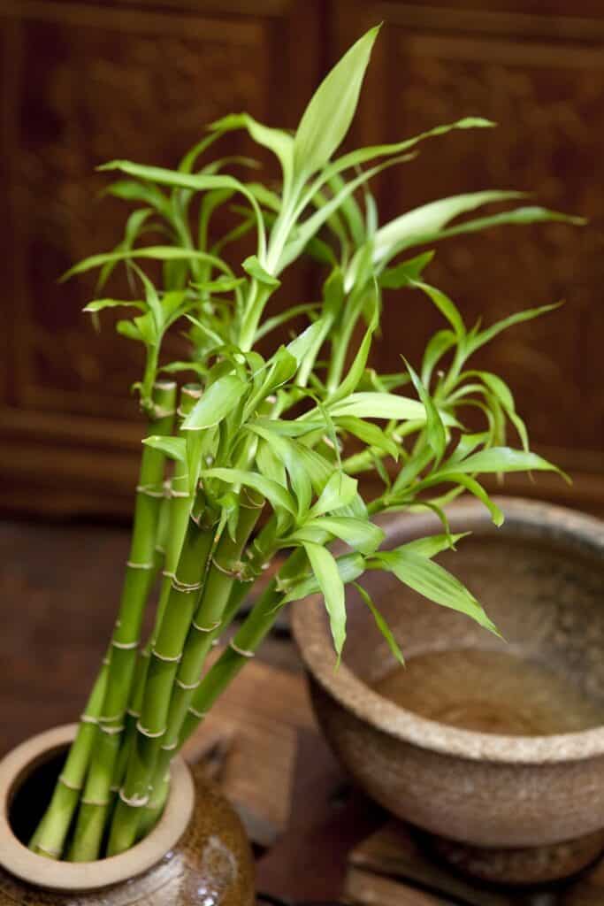 Flores da Primavera: plantas orientais trazem cores e beleza para decoração de casa