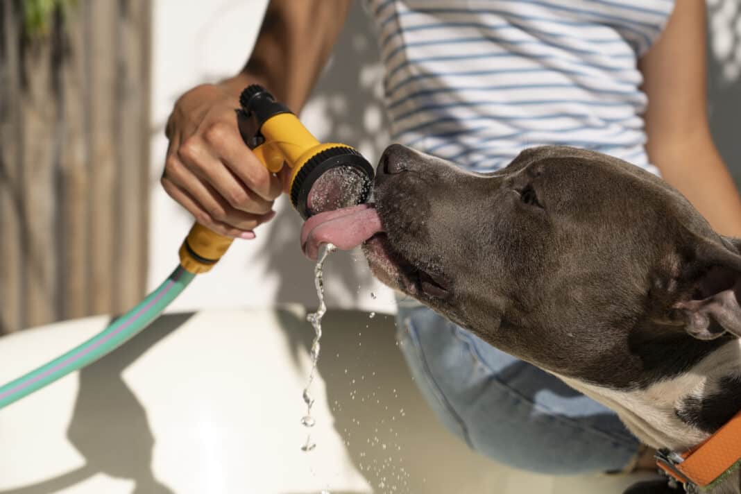 Tanto calor não interfere apenas na rotina das pessoas. Os pets também precisam de cuidados redobrados.