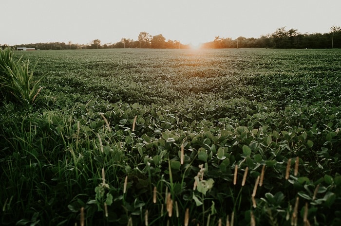 Rally da Safra, que mapeia o cultivo de soja e milho nas principais regiões produtoras, visita propriedades rurais no Paraná

