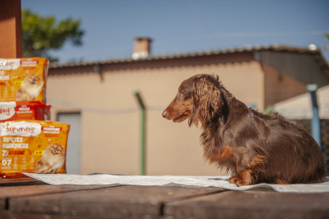 Cachorro proximo do tapete higiênico Eurofral