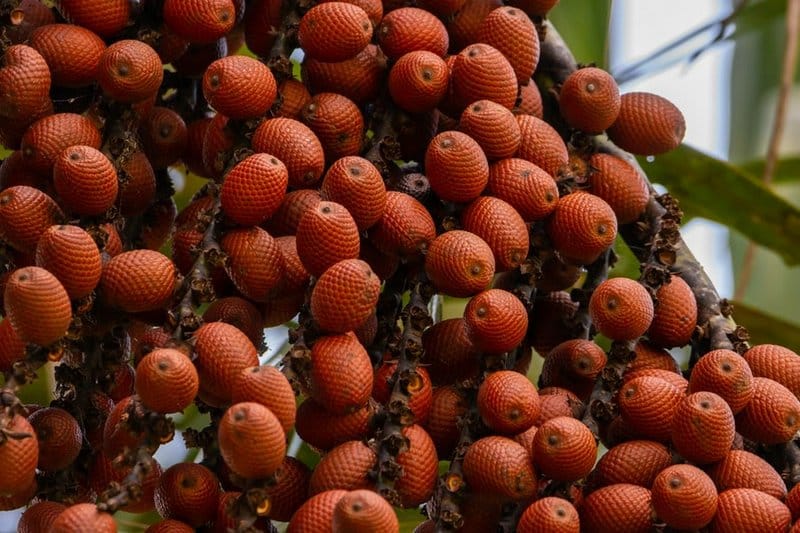 Desenvolvida no TO, farinha de buriti traz benefícios à saúde e à natureza