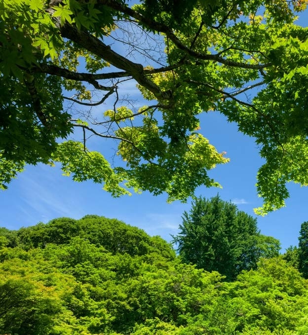 visão de baixo para cima com vista de copa de árvores e céu azul