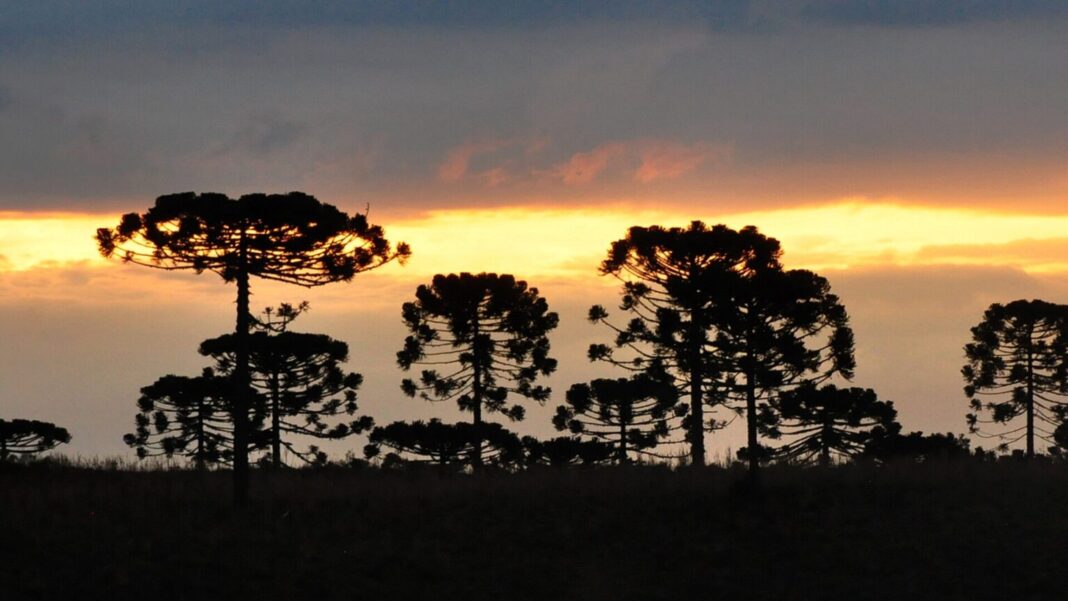 Araucária perderá pelo menos 70% de área de distribuição até 2050, aponta projeção