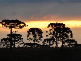 Araucária perderá pelo menos 70% de área de distribuição até 2050, aponta projeção